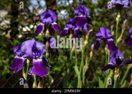 Irises in bloom seen up close Stock Photo
