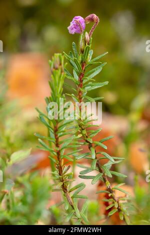Purple mountain heather, Phyllodoce caerulea Stock Photo