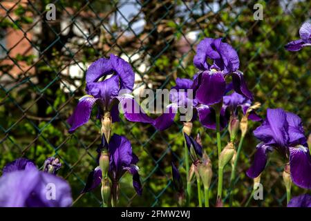 Irises in bloom seen up close Stock Photo