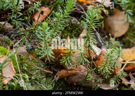 Purple mountain heather, Phyllodoce caerulea plants in autumn Stock Photo