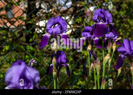 Irises in bloom seen up close Stock Photo