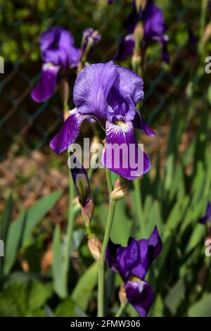 Irises in bloom seen up close Stock Photo