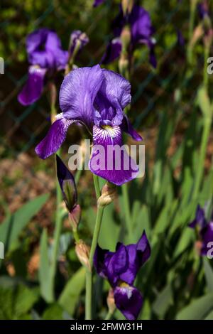 Irises in bloom seen up close Stock Photo