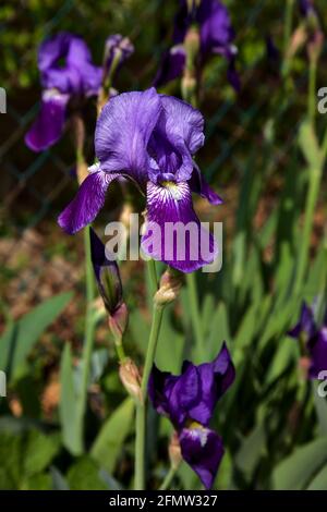 Irises in bloom seen up close Stock Photo