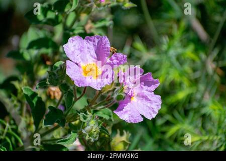 Close-up shot of Hoary Rock-Rose (Cistus creticus) Stock Photo