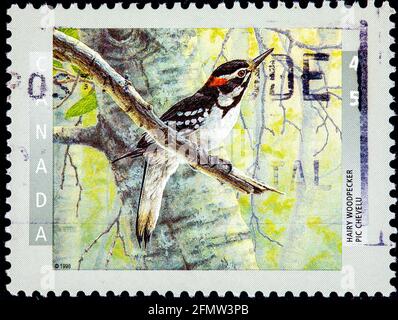 CANADA - CIRCA 1998: stamp printed by Canada, shows Hairy woodpecker, circa 1998 Stock Photo