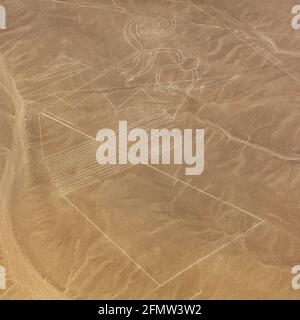 Monkey geoglyph, Nazca mysterious lines and geoglyphs aerial view, landmark in Peru Stock Photo