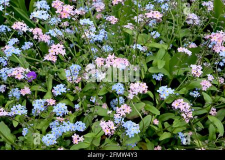 Myosotis alpestris ‘Rose’ pink alpine forget-me-not Myosotis sylvatica ‘Blue’ blue wood forget-me-nots May, England, UK Stock Photo
