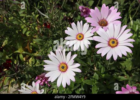 Osteospermum ecklonis ‘White Pink Blush’ African daisy White Pink Blush – white and pink flowers with yellow centre,  May, England, UK