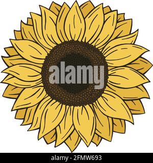 Beautiful Colorful Doodle style Sunflower isolated on white background.  Hand drawn Flower in Vector format Stock Vector
