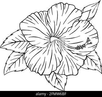 Hand Drawn Hibiscus flower outline. Hibiscus line art vector illustration isolated on white background. Tropical flower silhouette doodle Stock Vector