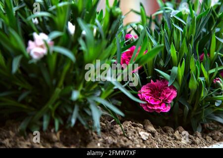 Carnations in various colors seen up close Stock Photo