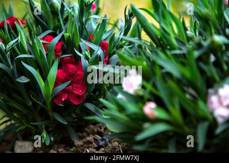 Carnations in various colors seen up close Stock Photo