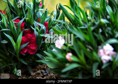 Carnations in various colors seen up close Stock Photo