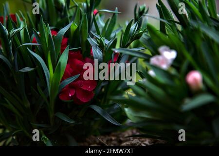 Carnations in various colors seen up close Stock Photo