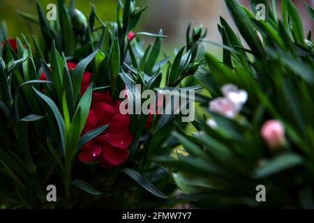Carnations in various colors seen up close Stock Photo
