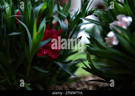 Carnations in various colors seen up close Stock Photo