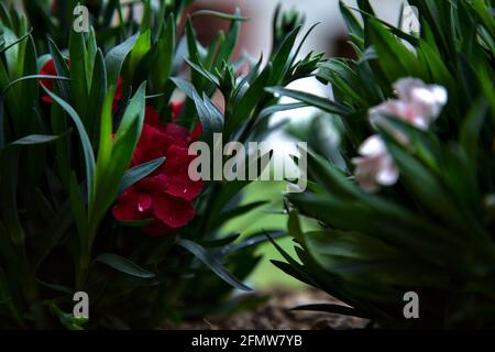 Carnations in various colors seen up close Stock Photo