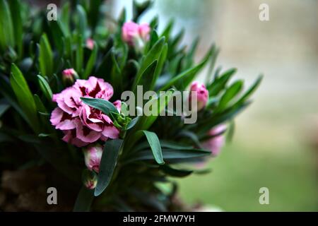 Carnations in various colors seen up close Stock Photo