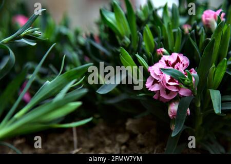 Carnations in various colors seen up close Stock Photo
