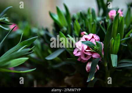 Carnations in various colors seen up close Stock Photo