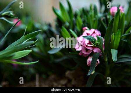 Carnations in various colors seen up close Stock Photo