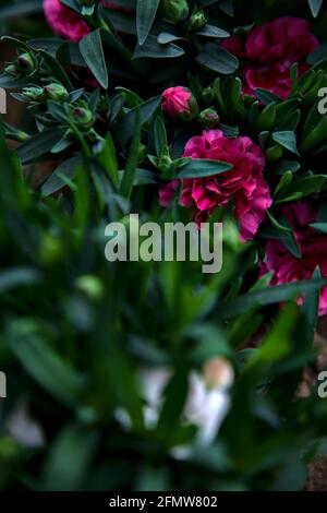 Carnations in various colors seen up close Stock Photo
