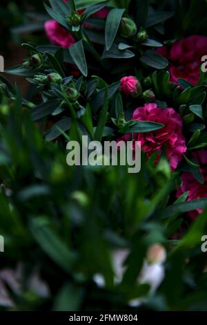 Carnations in various colors seen up close Stock Photo