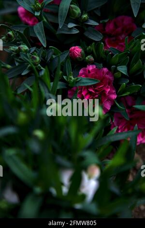 Carnations in various colors seen up close Stock Photo