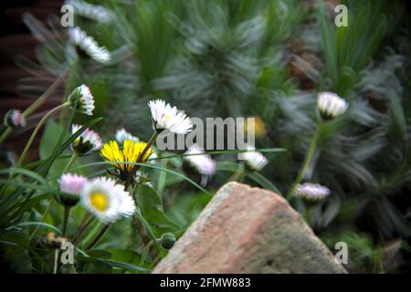 Daisies and dandelions in the grass Stock Photo