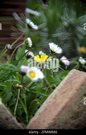 Daisies and dandelions in the grass Stock Photo