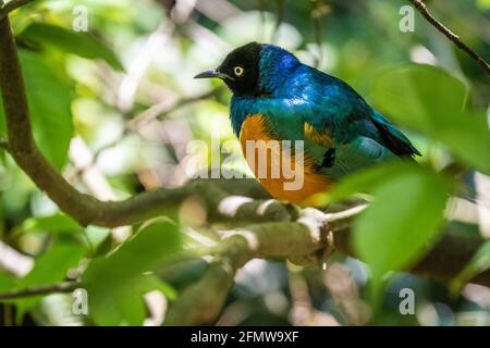 Superb starling (Lamprotornis superbus), a colorful bird from the East African savanna, at Zoo Atlanta in Atlanta, Georgia. (USA) Stock Photo