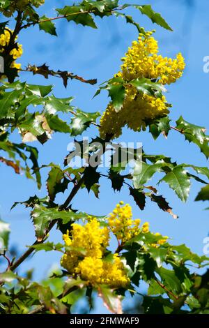 Flowering shrubs Mahonia aquifolium Oregon Grape Yellow Mahonia Flowers Tall Oregon Grape Against Blue sky Mahonia 'Apollo' Holly-Leaved Barberry Stock Photo