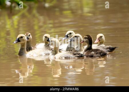 Eight Baby ducks swimming in the Amazon River in Peru Stock Photo