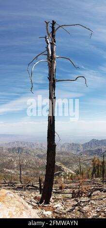 Lone burnt tree standing alone in decimated forest atop Mt. Lemmon, Santa Catalina Mountains, near Tucson, Arizona. This area was the result of two ma Stock Photo