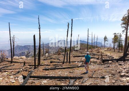 Burnt trees in decimated forest atop Mt. Lemmon, Santa Catalina Mountains, near Tucson (in the distance), Arizona. Stock Photo