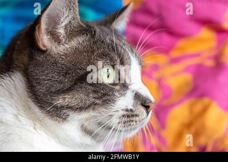 Profile of a Domestic Shorthair, striped grey and white tabby cat. Stock Photo