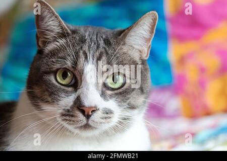 Portrait of a Domestic Shorthair, striped grey and white tabby cat, looking directly at camera. Stock Photo