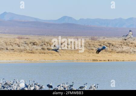 Sandhill Cranes and other birds at Willcox Playa Wildlife Area, Arizona Stock Photo