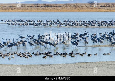 Sandhill Cranes and other birds at Willcox Playa Wildlife Area, Arizona Stock Photo