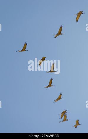 Sandhill Cranes and other birds at Willcox Playa Wildlife Area, Arizona Stock Photo