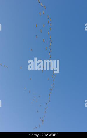 Sandhill Cranes and other birds at Willcox Playa Wildlife Area, Arizona Stock Photo