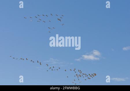 Sandhill Cranes and other birds at Willcox Playa Wildlife Area, Arizona Stock Photo