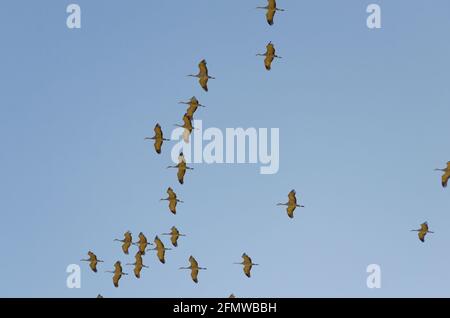 Sandhill Cranes and other birds at Willcox Playa Wildlife Area, Arizona Stock Photo