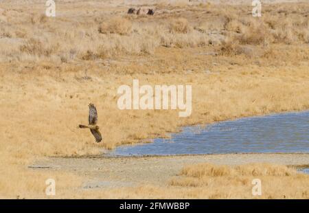 Sandhill Cranes and other birds at Willcox Playa Wildlife Area, Arizona Stock Photo