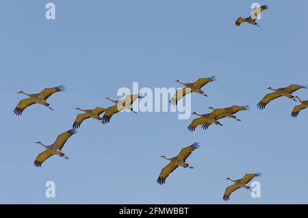 Sandhill Cranes and other birds at Willcox Playa Wildlife Area, Arizona Stock Photo