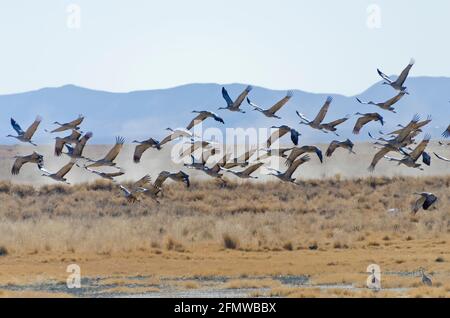 Sandhill Cranes and other birds at Willcox Playa Wildlife Area, Arizona Stock Photo