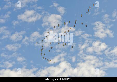 Sandhill Cranes and other birds at Willcox Playa Wildlife Area, Arizona Stock Photo