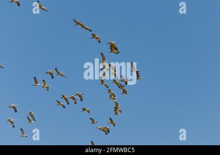 Sandhill Cranes and other birds at Willcox Playa Wildlife Area, Arizona Stock Photo