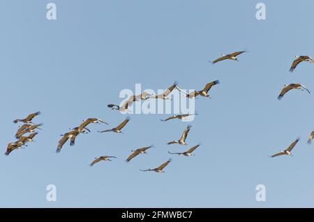 Sandhill Cranes and other birds at Willcox Playa Wildlife Area, Arizona Stock Photo